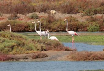 flamingos in the bay of cadiz bike tour
