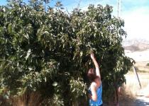 Fig picking in September