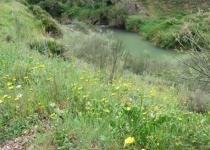 Guadiaro river in spring Guadiaro River