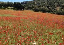 Spring flowers on the way to the Guadiaro river Poppies