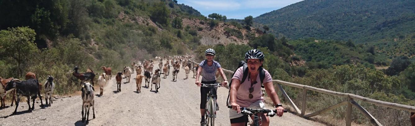 Riding the via verde with goats in Andalucia